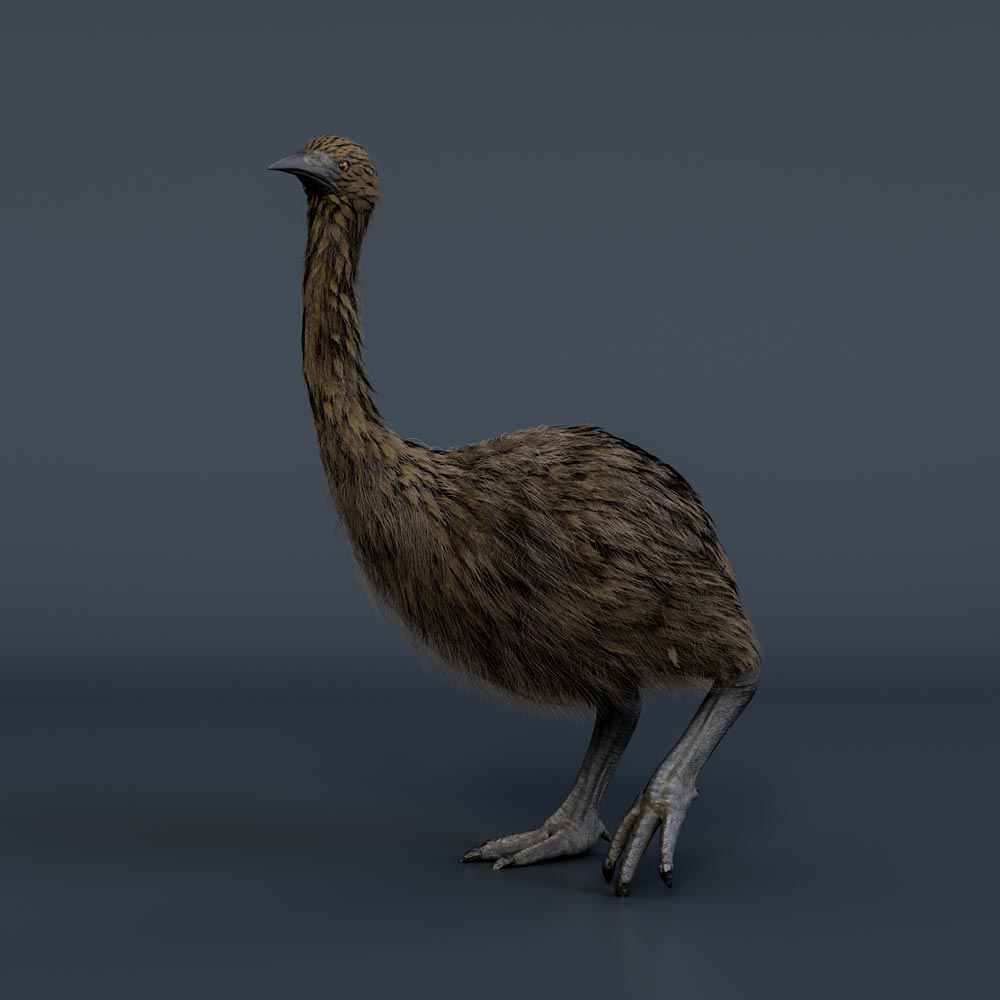 Moa