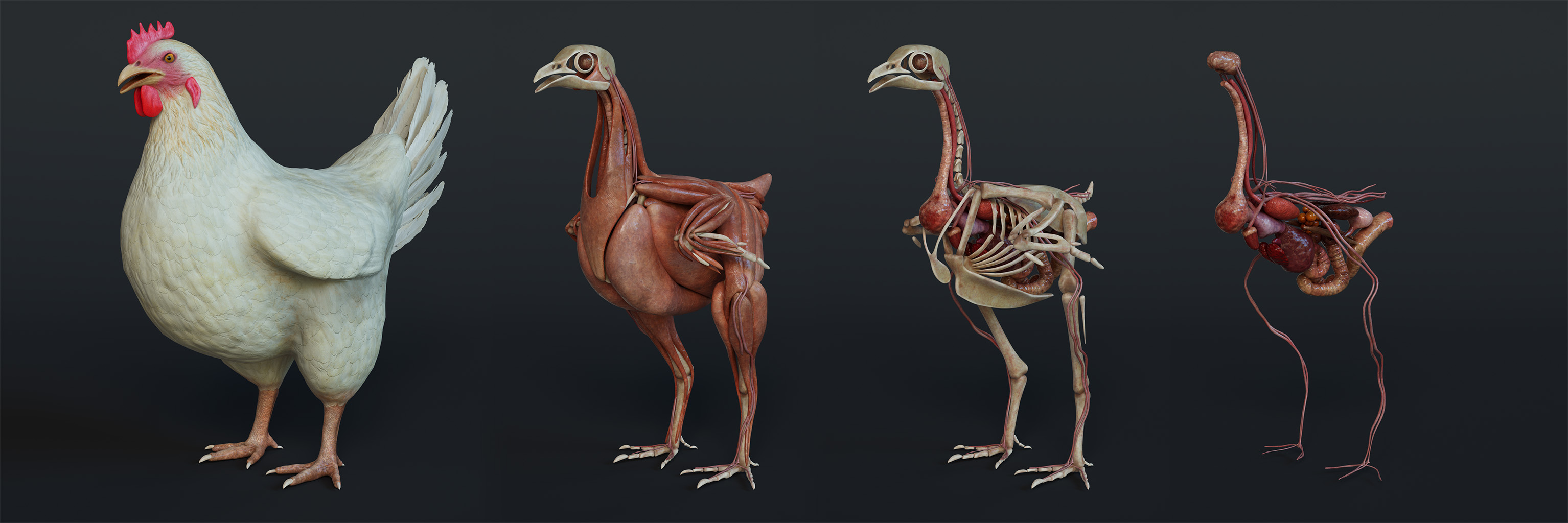 chicken